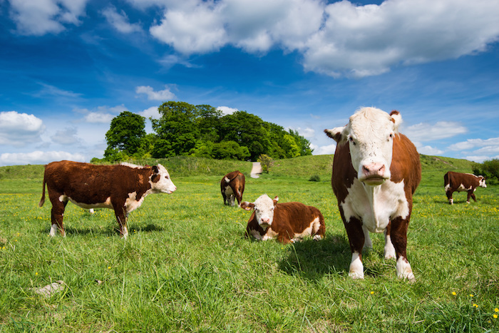 Cows on pasture